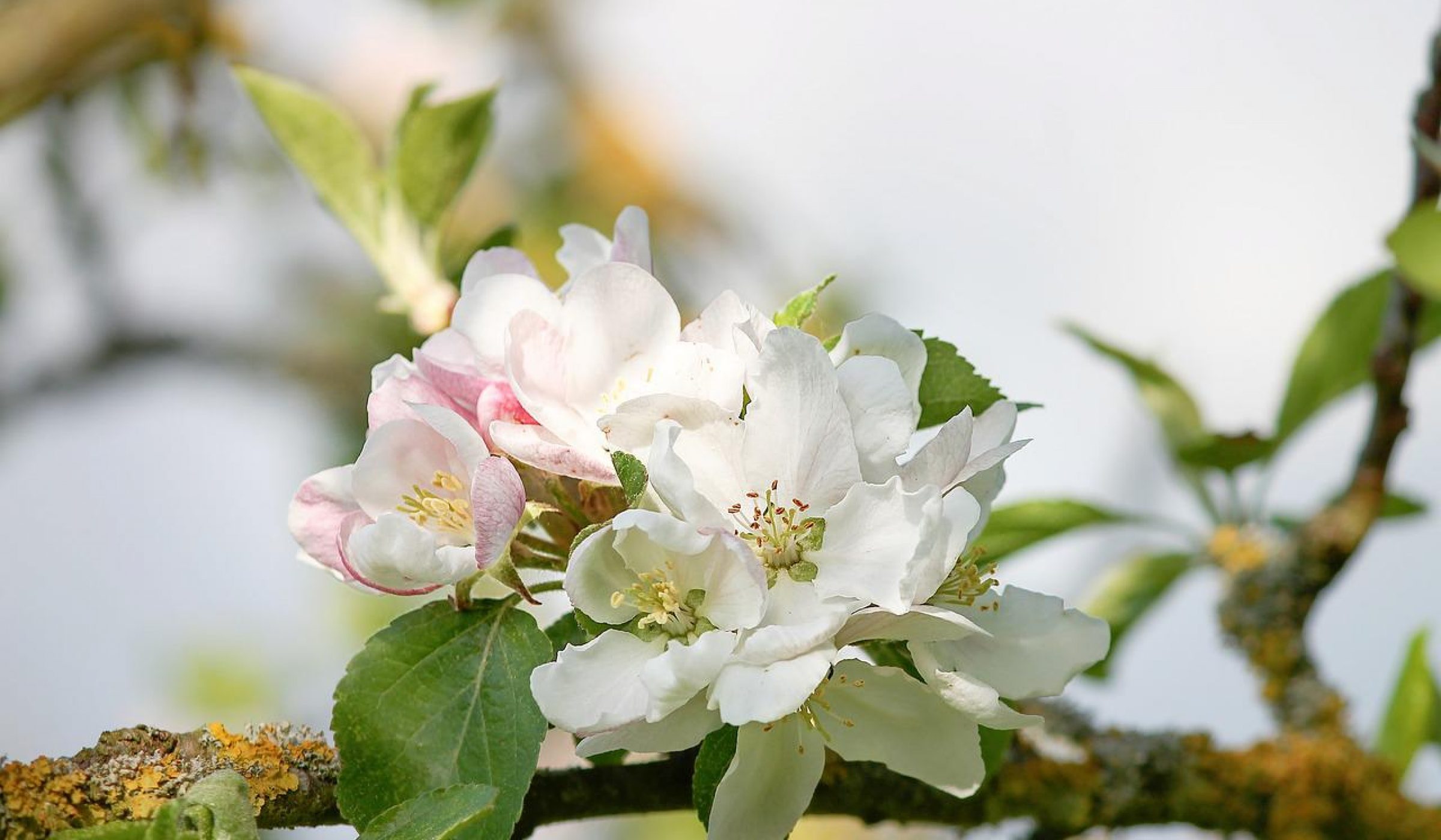 apple-blossom-3381289_1280-2